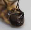 Eristalis similis
